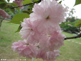 烂漫樱花