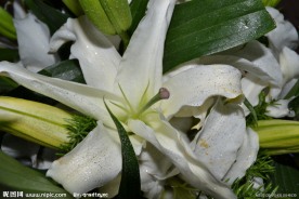 白色百合花