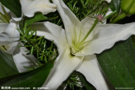 白色百合花