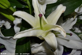 白色百合花