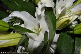 白色百合花