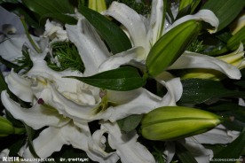 白色百合花