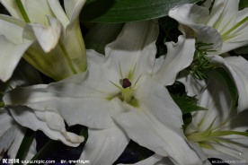 白色百合花