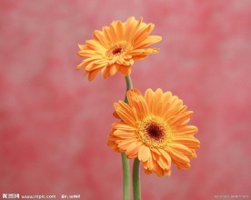 非洲菊