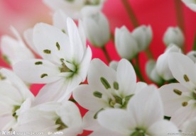 白色百合花