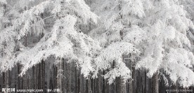 雪压松林