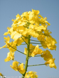 油菜花