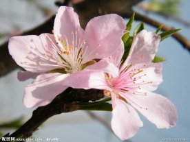 日照桃花