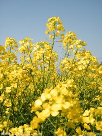 油菜花