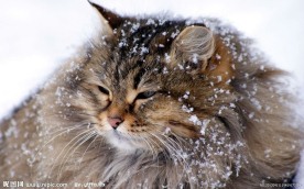 雪上小猫