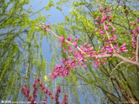 花红柳绿