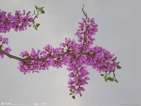 花枝招展