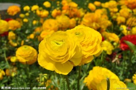 黄花特写