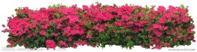 杜鹃花