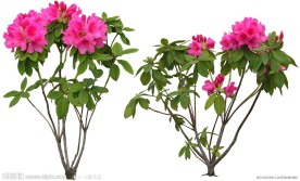 杜鹃花