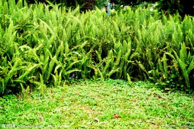 蕨类植物