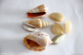 海螺 石头