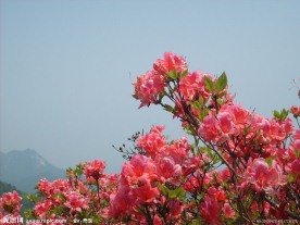 杜鹃花