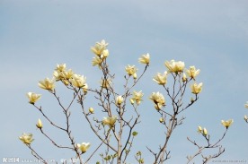 广木兰花 木兰花