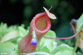 食虫草