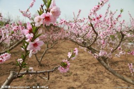 桃花园