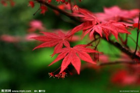 红叶