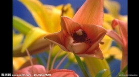鲜花开放