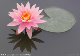 莲花图片 莲花