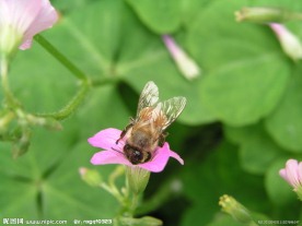 蜜蜂高清图 采蜜