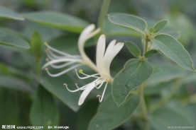 金银花