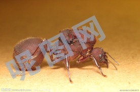 昆虫