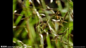 遍地野花怒放