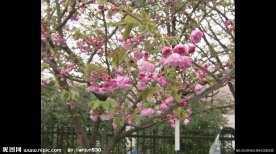 樱花特写