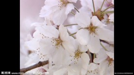 樱花特写