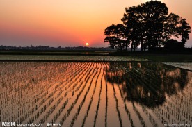 田间日出