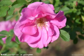 刺玫花
