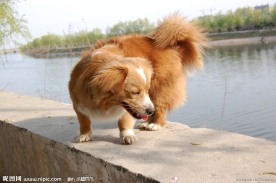 黄毛狗