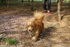 黄毛狗