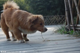 黄毛狗