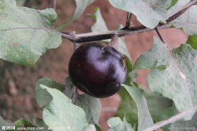 大棚蔬菜圆茄子
