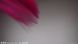 羽毛微距