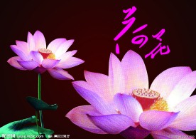 中国风 荷花
