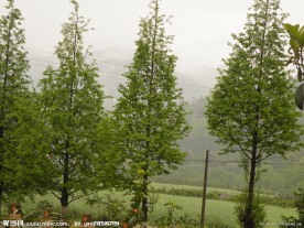 水杉树