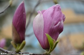 紫玉兰花蕾