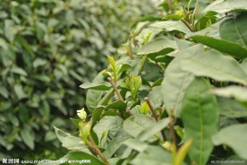 龙井茶树嫩叶