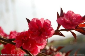 小红花
