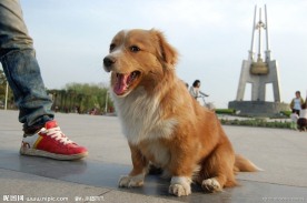 黄毛狗
