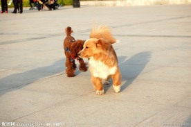 黄毛狗