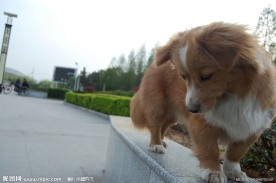 黄毛狗