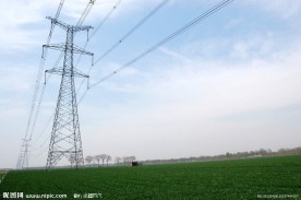 麦田 麦地 麦苗